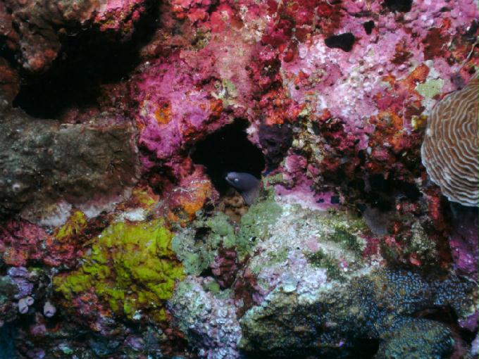 펀다이빙 - 필리핀 세부 모알보알 준다이브리조트 - PESCADOR EAST