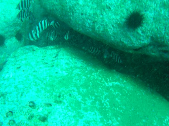 펀다이빙(오픈워터 교육생 참가) - 강원도 양양 아쿠아갤러리 - 화이트락