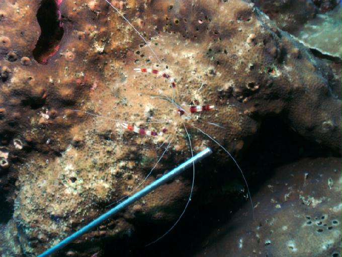 펀다이빙 - 필리핀 세부 모알보알 준다이브리조트 - PESCADOR EAST