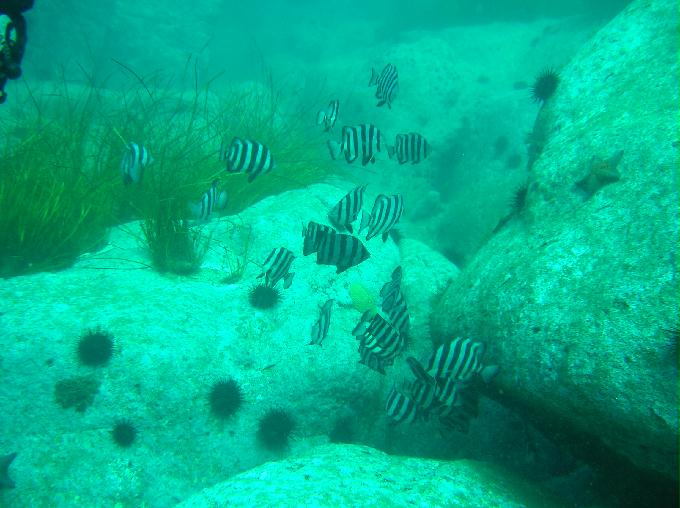 펀다이빙(오픈워터 교육생 참가) - 강원도 양양 아쿠아갤러리 - 화이트락
