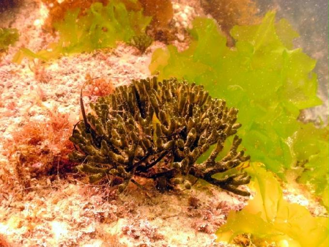 어드밴스드 교육 - 강원도 강릉 경포다이브리조트 - 비치