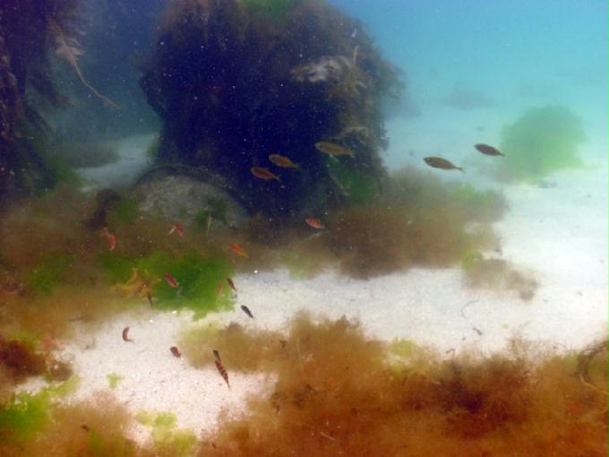 어드밴스드 교육 - 강원도 강릉 경포다이브리조트 - 비치