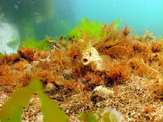 어드밴스드 교육 - 강원도 강릉 경포다이브리조트 - 비치