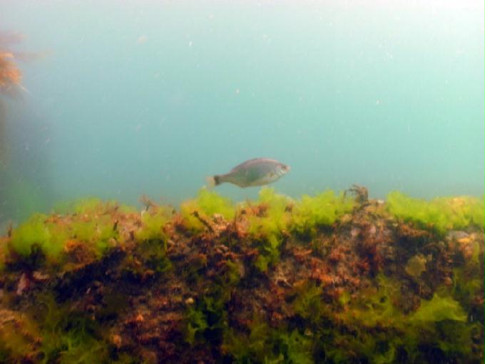 어드밴스드 교육 - 강원도 강릉 경포다이브리조트 - 비치