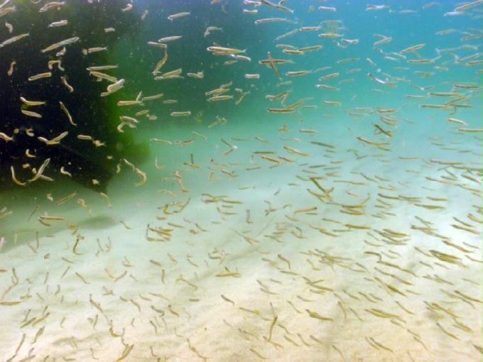 어드밴스드 교육 - 강원도 강릉 경포다이브리조트 - 비치