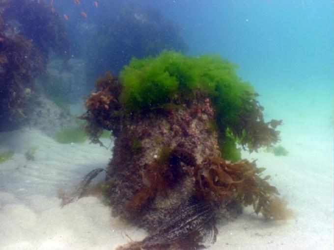 어드밴스드 교육 - 강원도 강릉 경포다이브리조트 - 비치