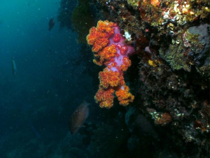 펀다이빙 - 제주도 서귀포 스쿠바라이프 - 보목리