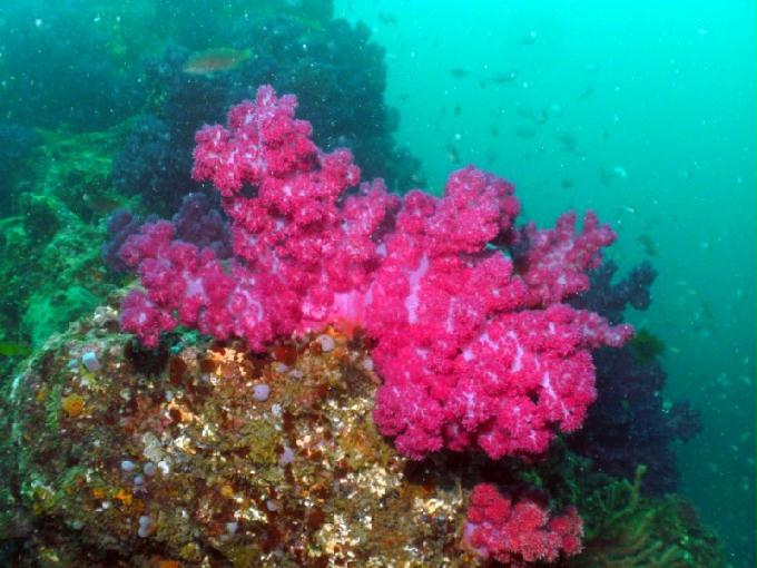 펀다이빙 - 제주도 서귀포 스쿠바라이프 - 보목리