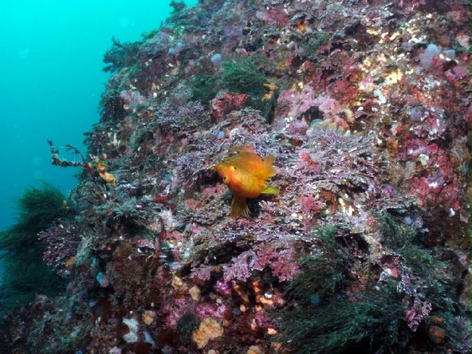 펀다이빙 - 제주도 서귀포 스쿠바라이프 - 보목리