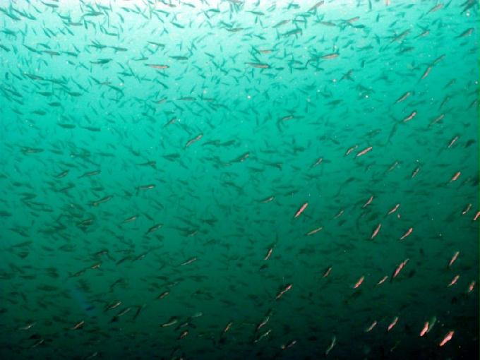 펀다이빙 - 제주도 서귀포 스쿠바라이프 - 보목리