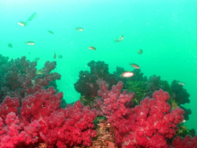 펀다이빙 - 제주도 서귀포 스쿠바라이프 - 보목리