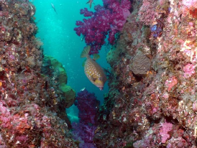 펀다이빙 - 제주도 서귀포 스쿠바라이프 - 보목리