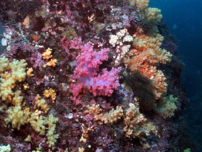 펀다이빙 - 제주도 서귀포 스쿠바라이프 - 보목리