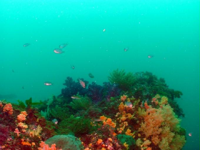 펀다이빙 - 제주도 서귀포 스쿠바라이프 - 보목리