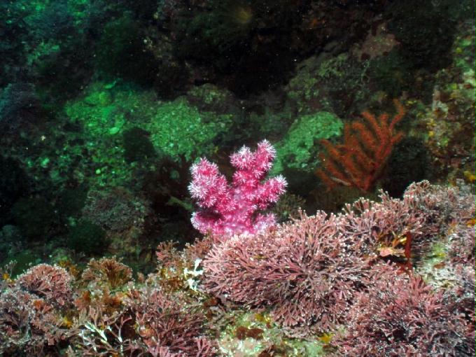 펀다이빙 - 제주도 서귀포 스쿠바라이프 - 보목리