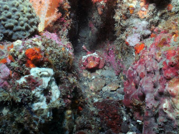 펀다이빙 - 제주도 서귀포시 법환동 스쿠바라이프 - 섶섬 너알