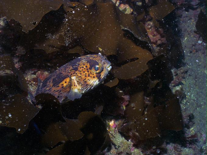 펀다이빙 - 제주도 서귀포시 법환동 스쿠바라이프 - 너알