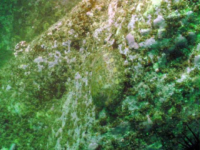 펀다이빙 - 강원도 고성 LF문암리조트 - 명파대