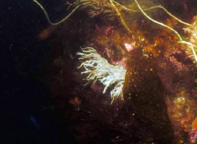 펀다이빙 - 강원도 고성 LF문암리조트 - 금강산