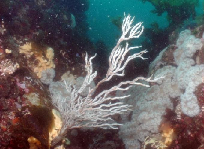 펀다이빙 - 강원도 고성 LF문암리조트 - 금강산