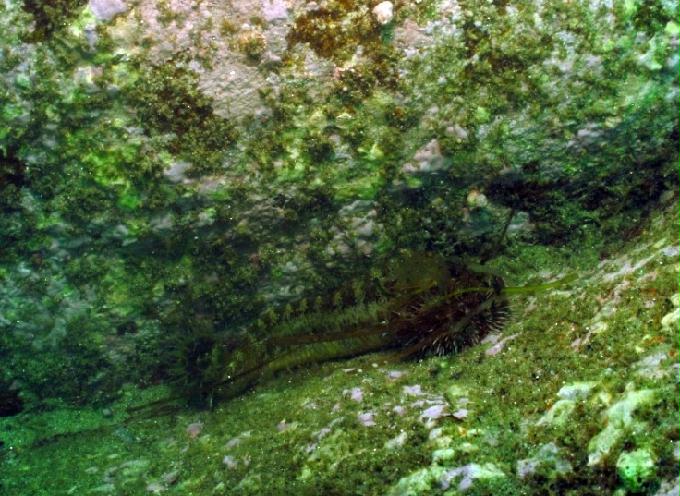 펀다이빙 - 강원도 고성 LF문암리조트 - 금강산