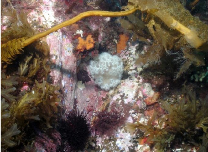 펀다이빙 - 강원도 고성 LF문암리조트 - 금강산