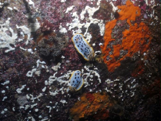 펀다이빙 - 강원도 강릉 경포다이브리조트 - 십리바위