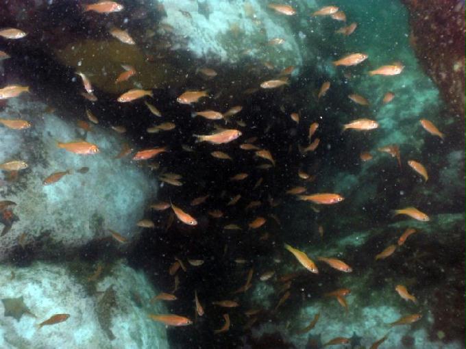 펀다이빙 - 강원도 강릉 경포다이브리조트 - 십리바위