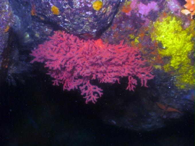 펀다이빙 - 강원도 강릉 경포다이브리조트 - 십리바위