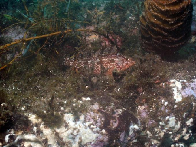 펀다이빙 - 강원도 강릉 경포다이브리조트 - 십리바위