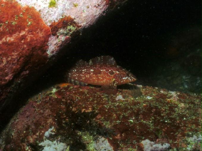 펀다이빙 - 강원도 강릉 경포다이브리조트 - 십리바위