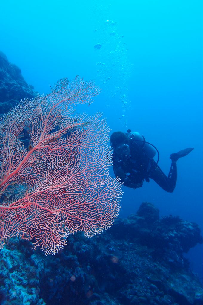 펀 다이빙 - 막탄, 필리핀 - Hilutungan