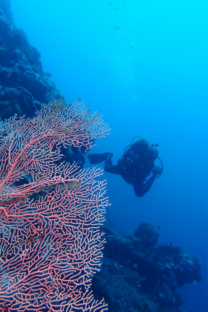 펀 다이빙 - 막탄, 필리핀 - Hilutungan