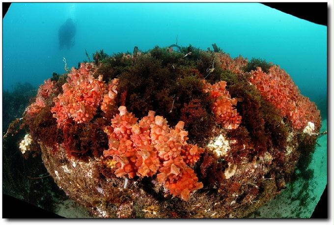 첫번째..펀 다이빙.. - 울진군 울진읍 연지리514(온양방파제옆)그랑블루리조트 - 비행접시어초 포인트