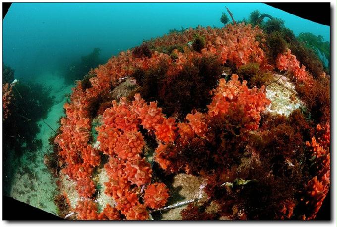 첫번째..펀 다이빙.. - 울진군 울진읍 연지리514(온양방파제옆)그랑블루리조트 - 비행접시어초 포인트