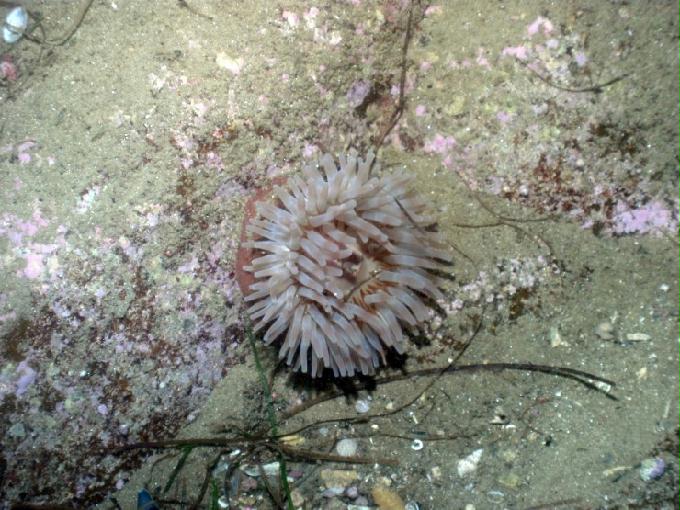 펀다이빙 - 강원도 고성 LF문암리조트 - 명파대