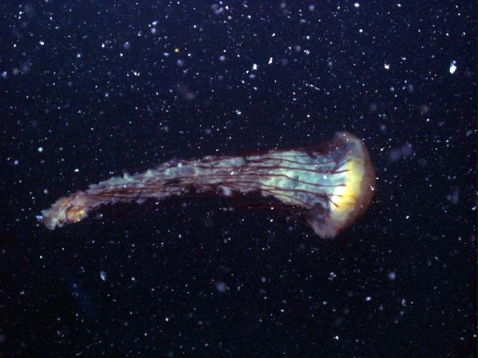 펀다이빙 - 강원도 고성 LF문암리조트 - 인공어초