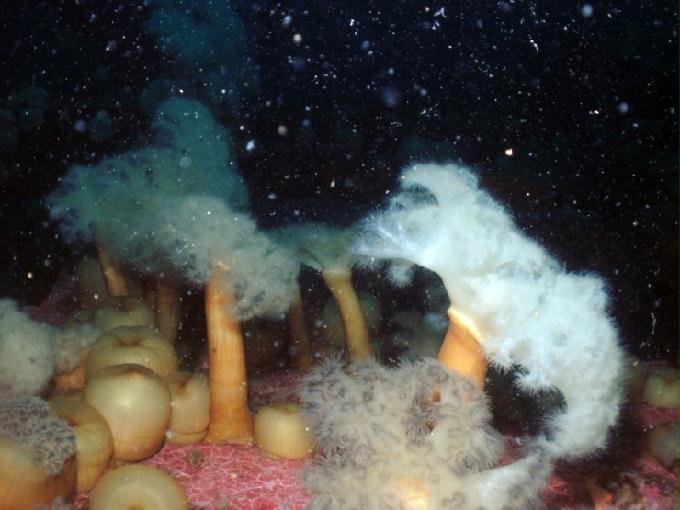 펀다이빙 - 강원도 고성 LF문암리조트 - 인공어초