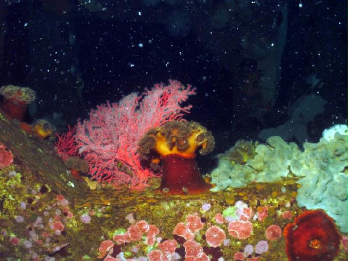 펀다이빙 - 강원도 고성 LF문암리조트 - 인공어초