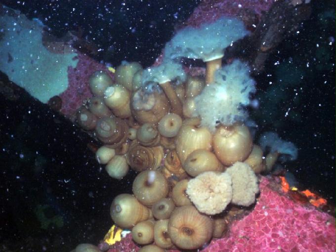 펀다이빙 - 강원도 고성 LF문암리조트 - 인공어초