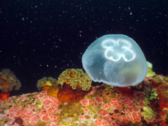 펀다이빙 - 강원도 고성 LF문암리조트 - 인공어초