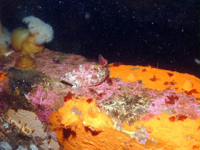 펀다이빙 - 강원도 고성 LF문암리조트 - 인공어초