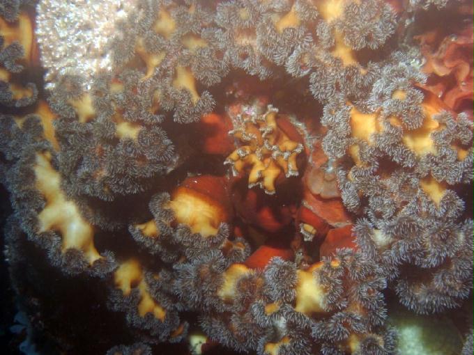 펀다이빙 - 강원도 고성 LF문암리조트 - 금강산