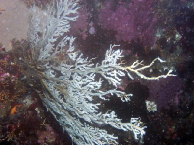 펀다이빙 - 강원도 고성 LF문암리조트 - 금강산