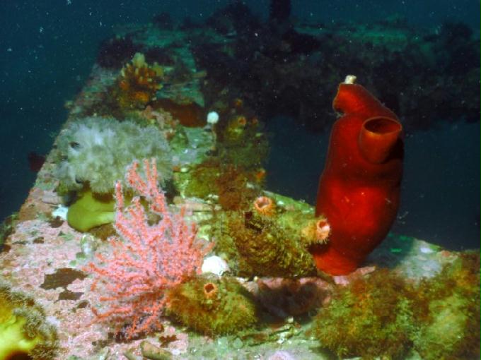 펀다이빙 - 강원도 양양 팀스쿠버 - 샌드블럭