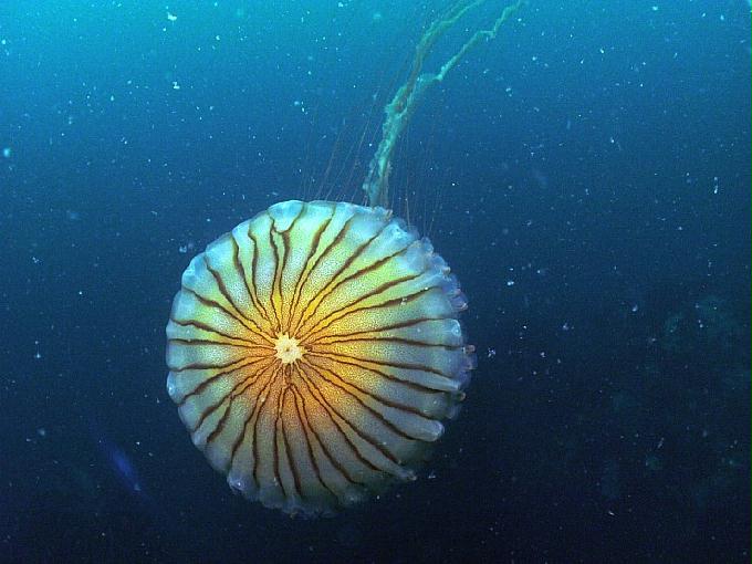 펀다이빙 - 강원도 고성 LF문암리조트 - 마이산