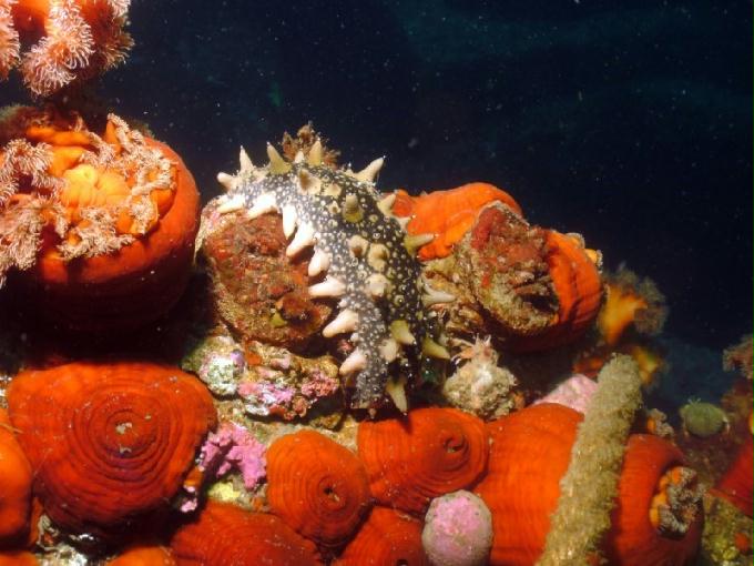 펀다이빙 - 강원도 양양 팀스쿠버 - 스크릿가든