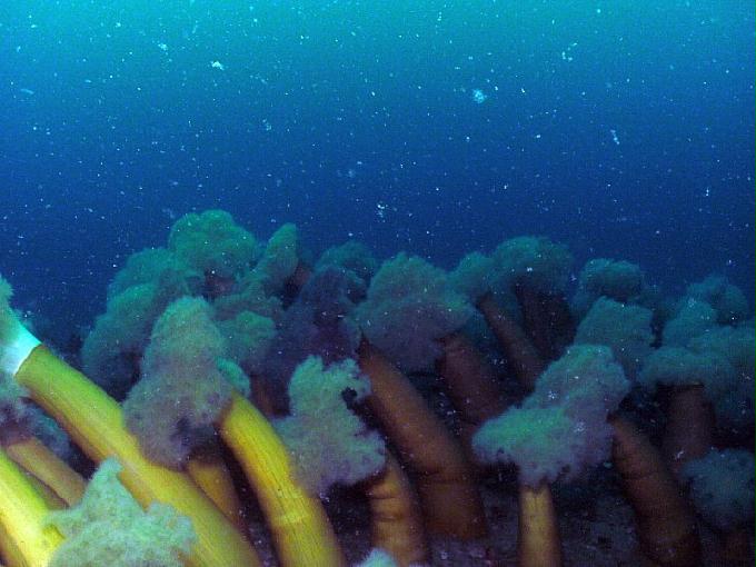 펀다이빙 - 강원도 양양 팀스쿠버 - 스크릿가든