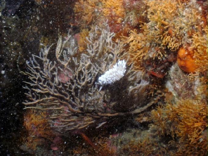 펀다이빙 - 강원도 고성 LF문암리조트 - 마이산