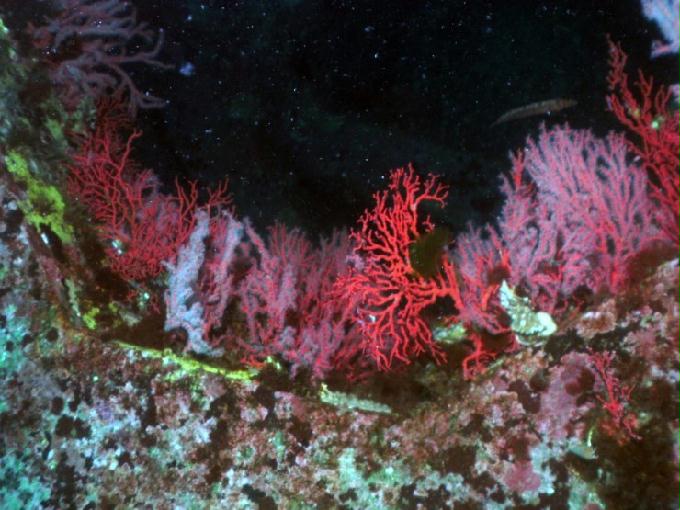 펀다이빙 - 강원도 양양 팀스쿠버 - 샌드블럭